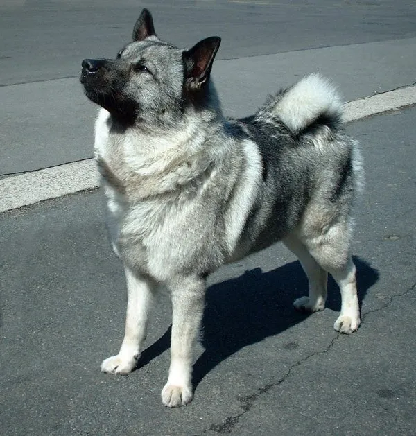 Norwegian Elkhound thumbnail 2