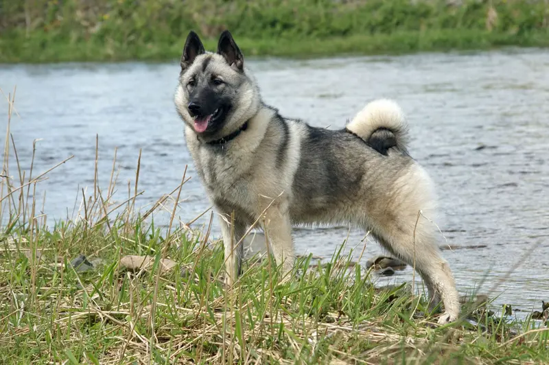 Norwegian Elkhound thumbnail 1