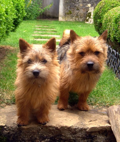 Norwich Terrier, a 88% match to Norfolk Terrier