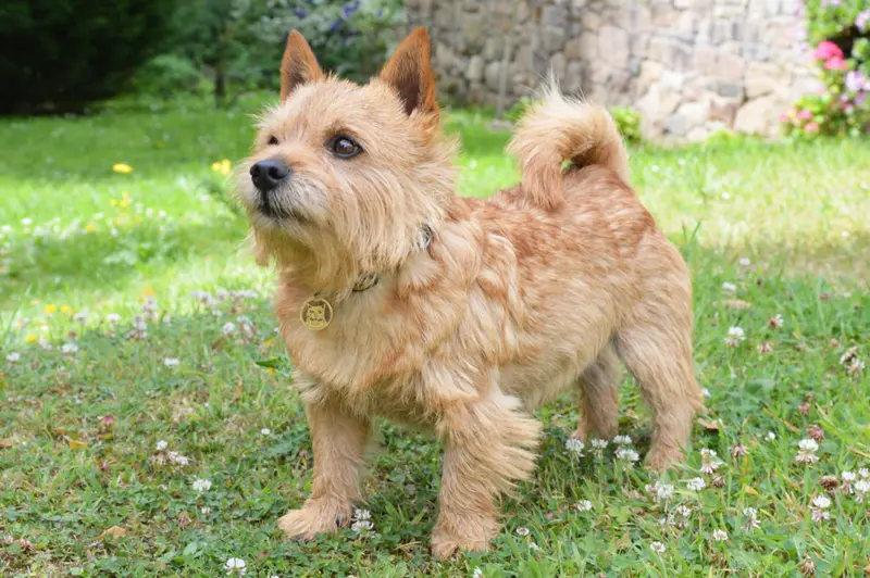 Norwich Terrier side profile view
