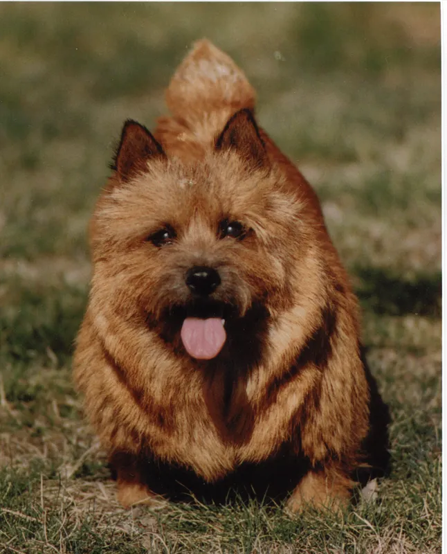 Norwich Terrier photo thumbnail 3