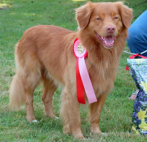 Nova Scotia Duck Tolling Retriever side profile view
