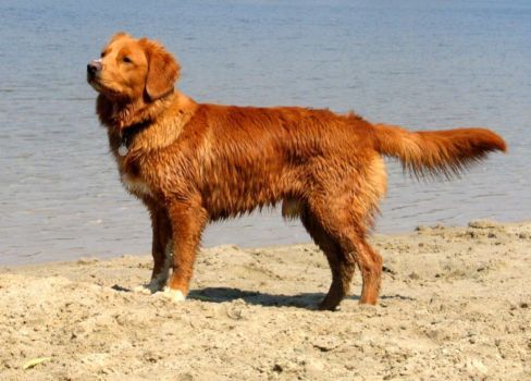 Nova Scotia Duck Tolling Retriever thumbnail 3