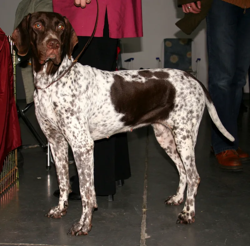 Old Danish Pointer - Hound breed known for being Calm and Energetic