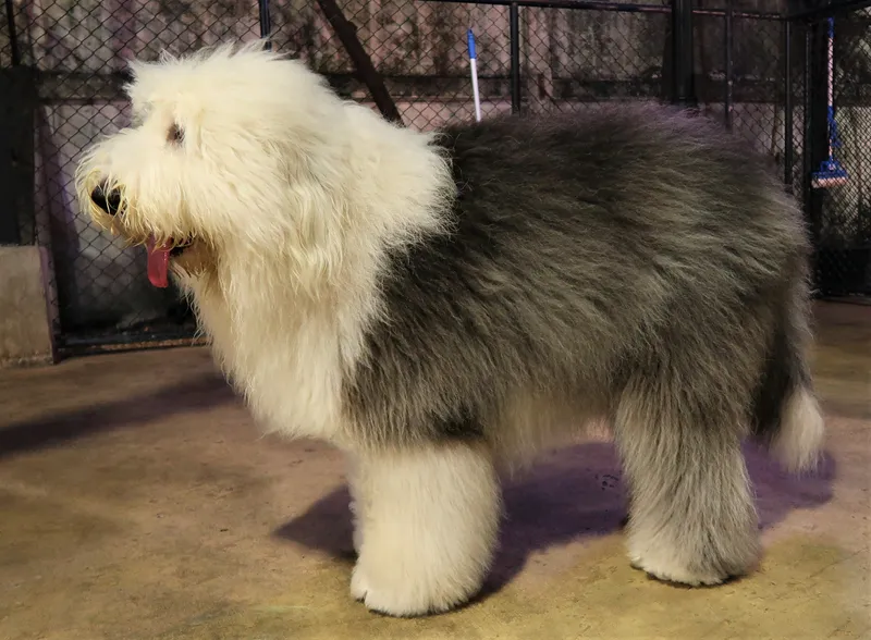Old English Sheepdog, a 80% match to Basset Artesien Normand