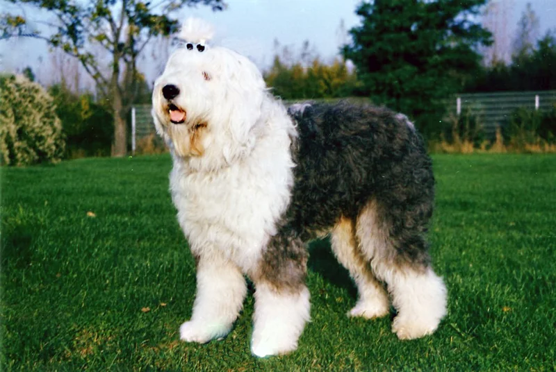 Old English Sheepdog photo thumbnail 2