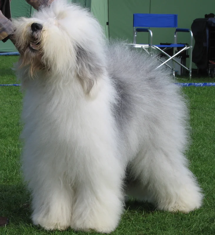 Old English Sheepdog thumbnail 4