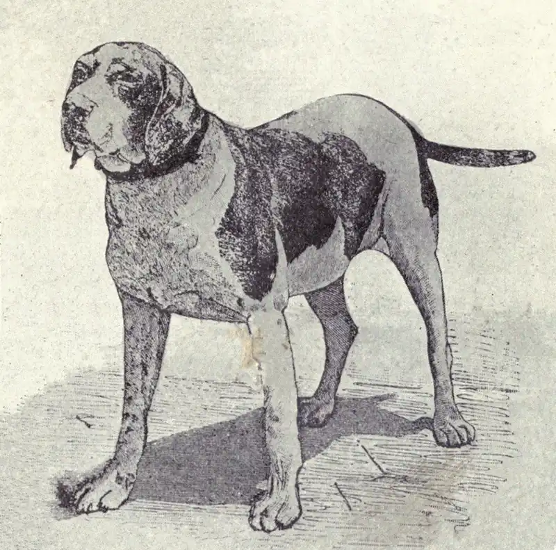 Old Spanish Pointer - Dog breed similar to Lobito Herreno