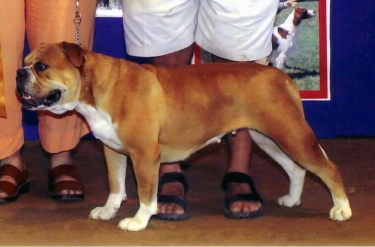 Olde English Bulldogge photo thumbnail 2