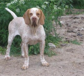 Pachon Navarro - Dog breed similar to Bully Kutta