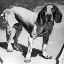 Pachon Navarro thumbnail 2