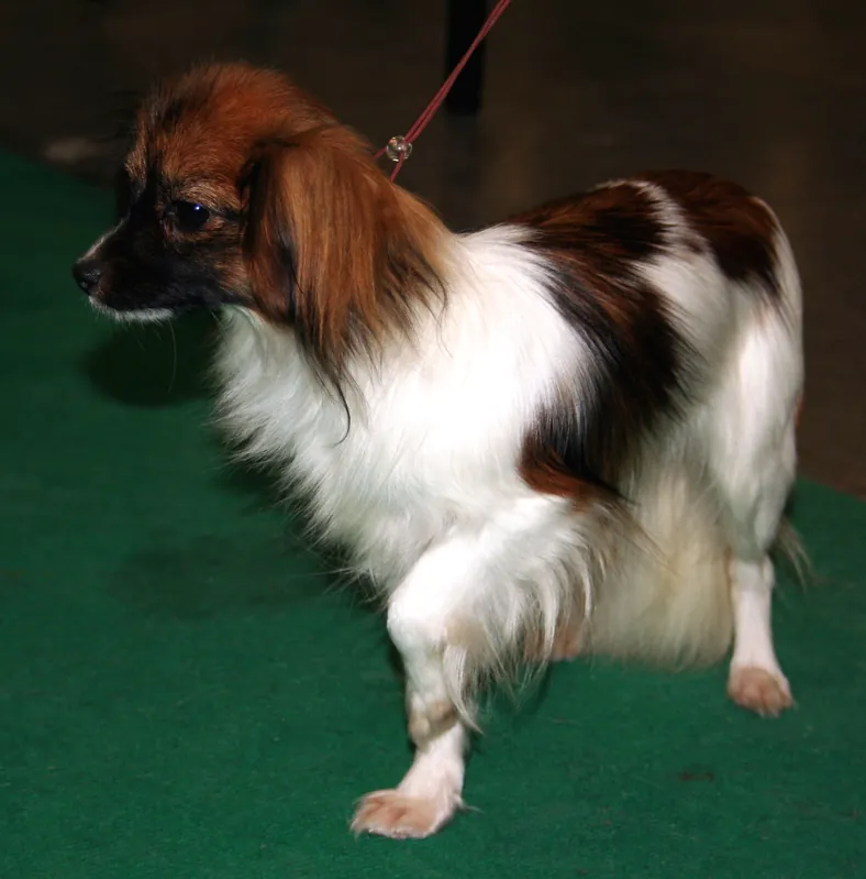 Papillon side profile view