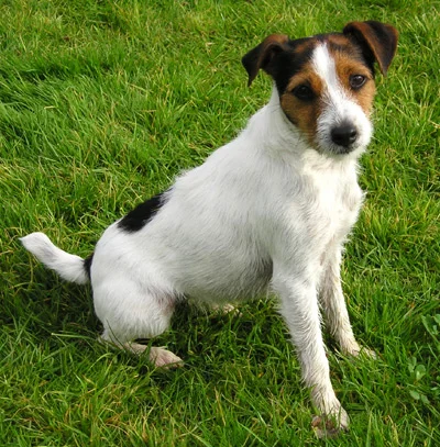 Parson Russell Terrier thumbnail 4