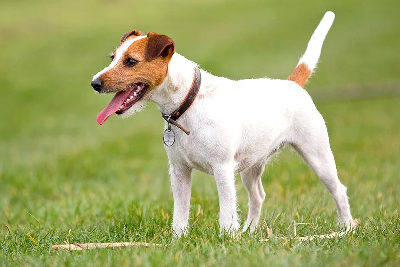 Parson Russell Terrier full body photo