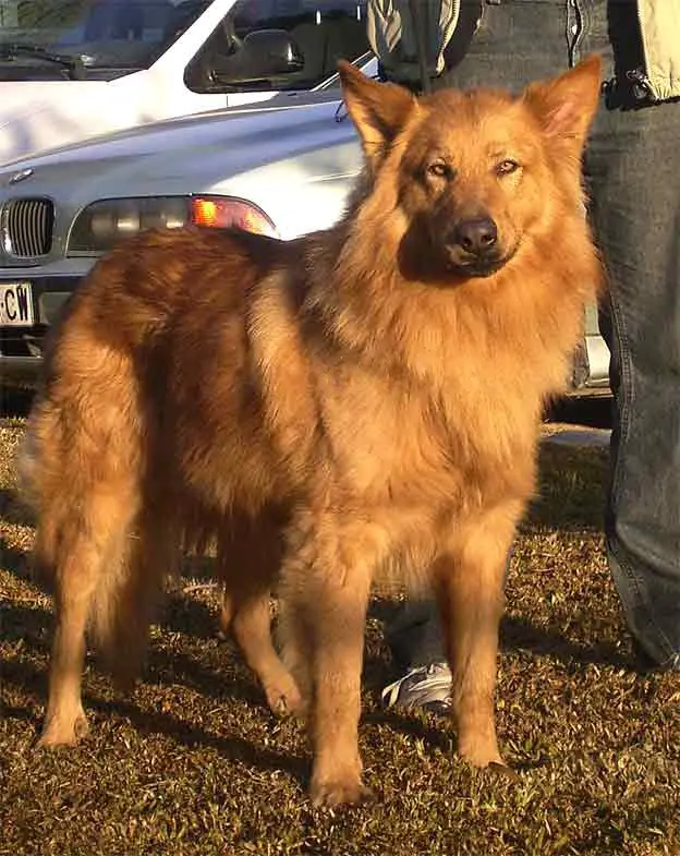 Pastor Garafiano - Dog breed similar to Greek Shepherd