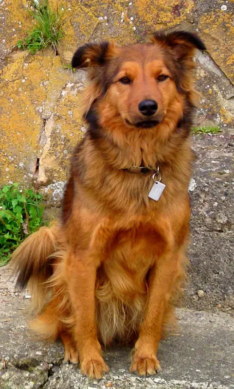 Pastor Garafiano - Image 2