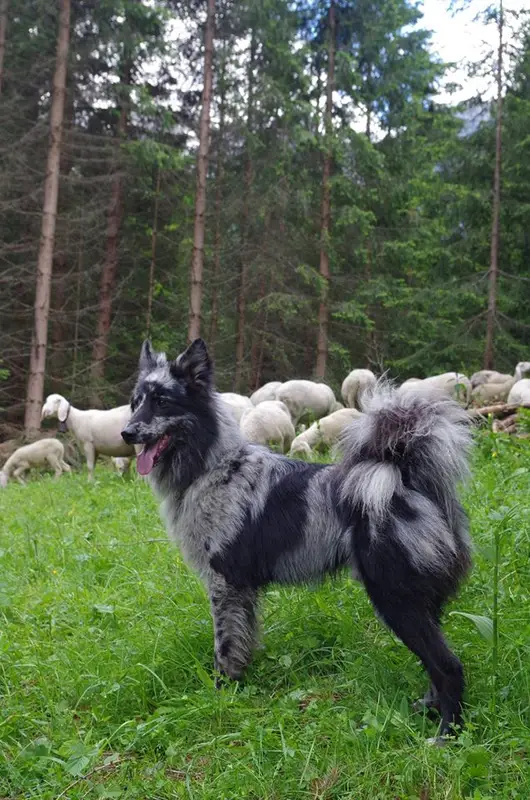 Pastore della Lessinia e del Lagorai - Working breed known for being Calm and Independent