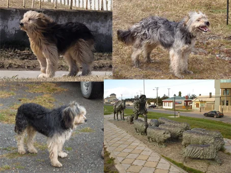 Patagonian Sheepdog thumbnail 2