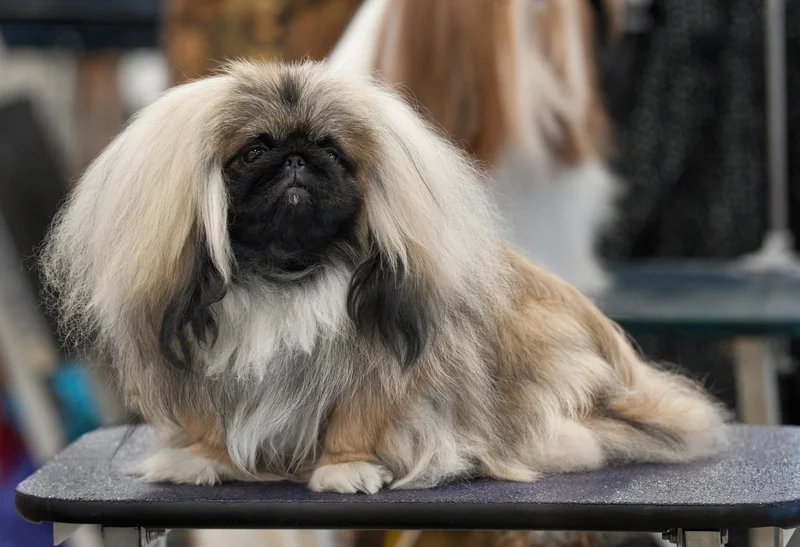 Pekingese, a 78% match to Chow Chow