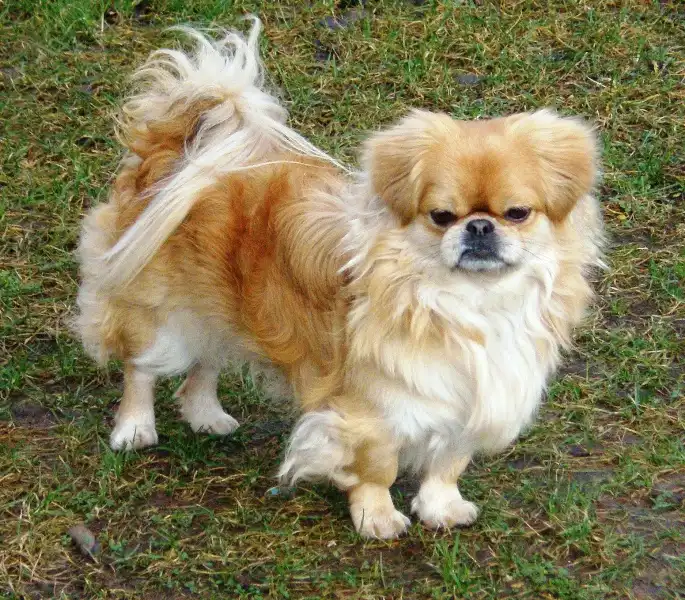 Pekingese side profile view