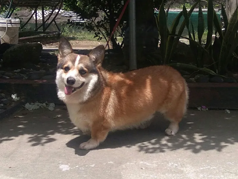 Pembroke Welsh Corgi, a 83% match to Shetland Sheepdog