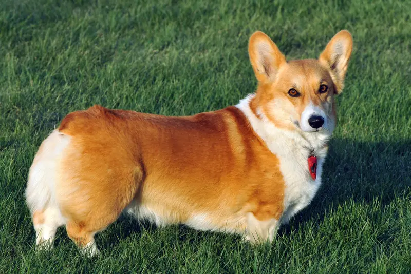 Pembroke Welsh Corgi side profile view