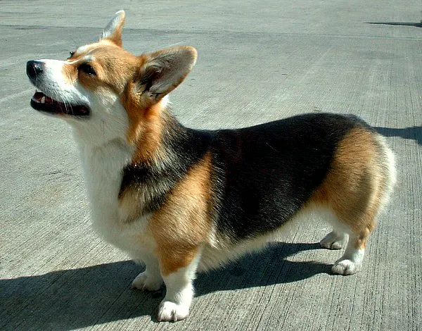 Pembroke Welsh Corgi thumbnail 3