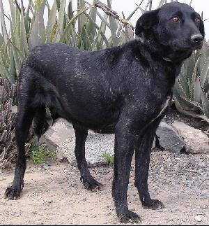 Perro Majorero - Herding breed known for being Courageous and Independent