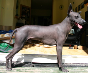 Peruvian Hairless Dog - Sighthound breed known for being Affectionate and Agile