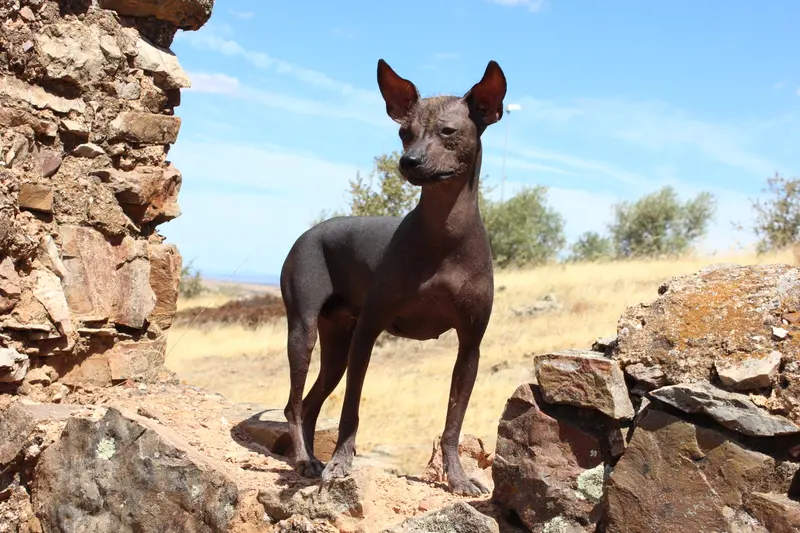 Peruvian Hairless Dog photo thumbnail 2