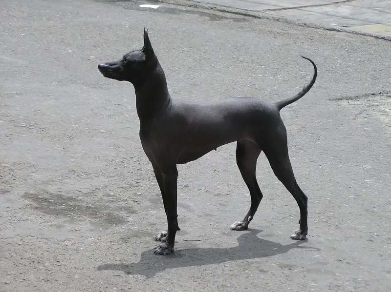 Peruvian Hairless Dog full body photo