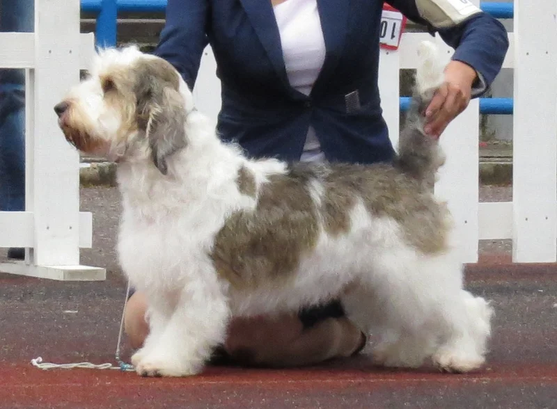 Petit Basset Griffon Vendeen - Image 2