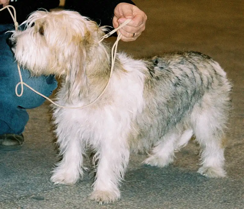 Petit Basset Griffon Vendeen, a 87% match to Wire Fox Terrier