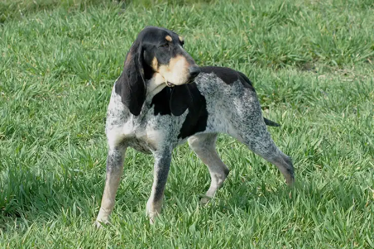 Petit Bleu de Gascogne - Scenthound breed known for being Affectionate and Calm