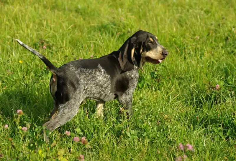 Petit Bleu de Gascogne, a 90% match to Griffon Fauve de Bretagne