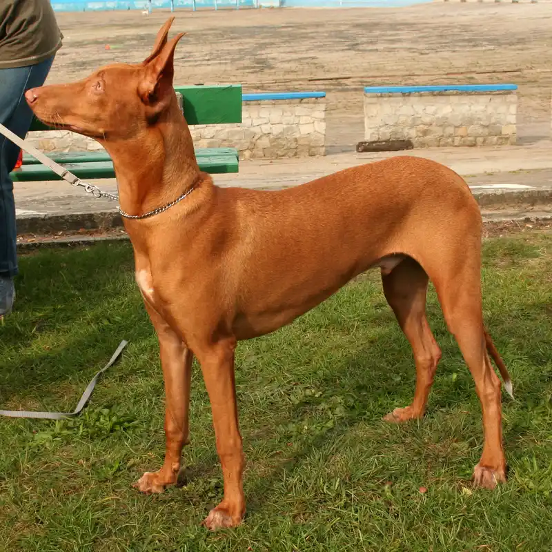 Pharaoh Hound - Dog breed similar to German Pinscher