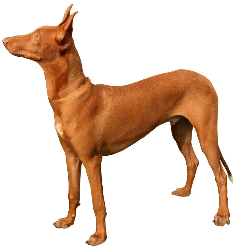 Pharaoh Hound photo thumbnail 3