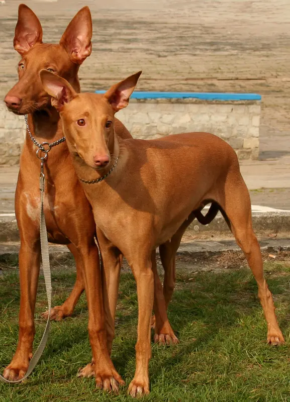 Pharaoh Hound thumbnail 4