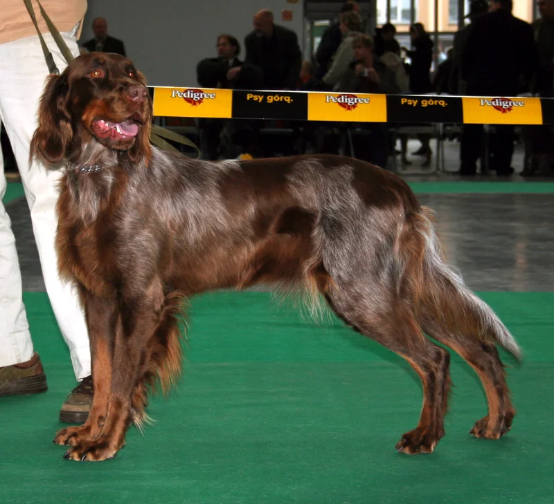 Picardy Spaniel - Dog breed similar to Cesky Fousek