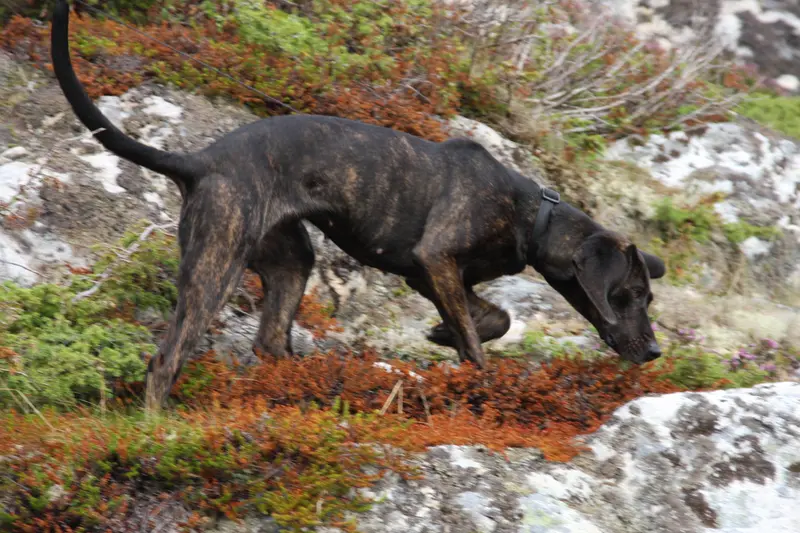 Plott Hound, a 87% match to Afghan Hound