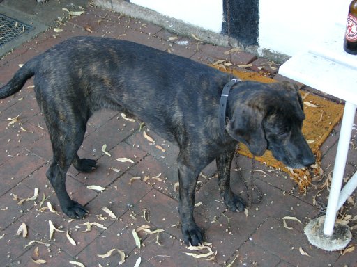 Plott Hound photo thumbnail 3