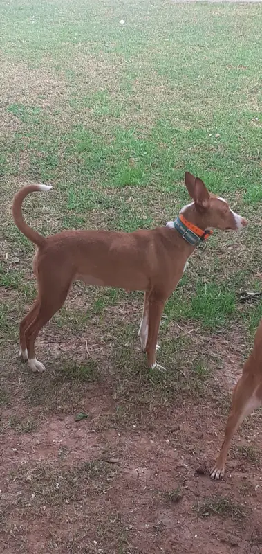 Podenco Andaluz photo thumbnail 2