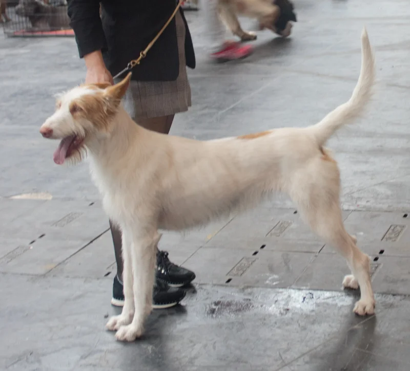 Podenco Andaluz thumbnail 3