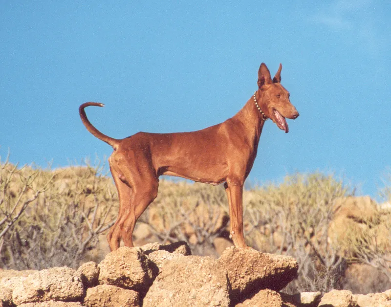 Podenco Canario photo thumbnail 2