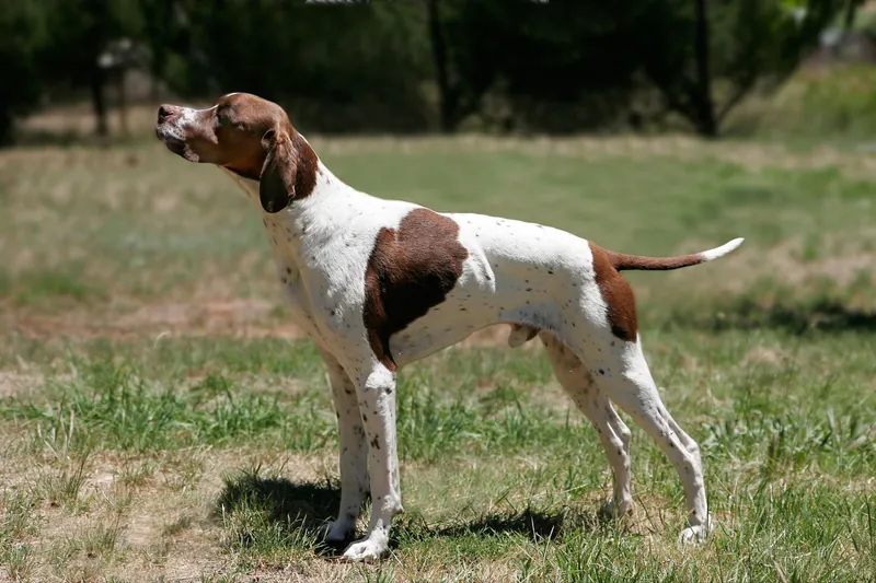Pointer - The Pointer is a medium to large-sized sporting dog known for its striking appearance and exceptional hunting skills. Intelligent and affectionate, Pointers thrive on exercise and make excellent family companions.