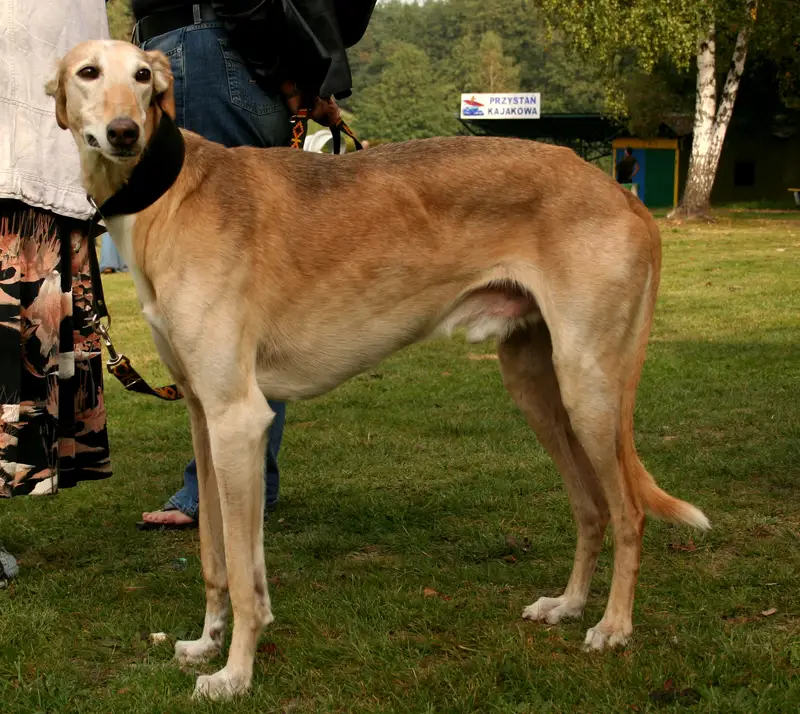 Polish Greyhound side profile view