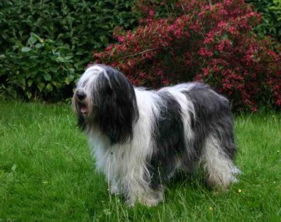 Polish Lowland Sheepdog photo thumbnail 2