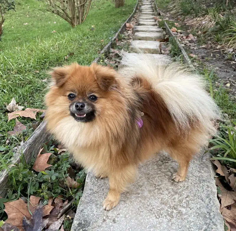 Pomeranian photo thumbnail 2