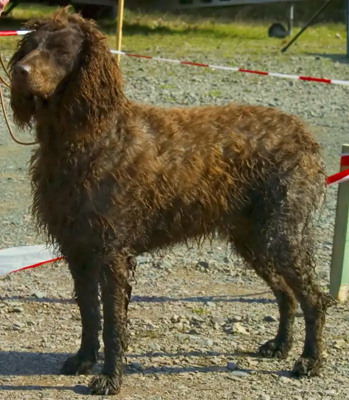 Pont-Audemer Spaniel close-up photo