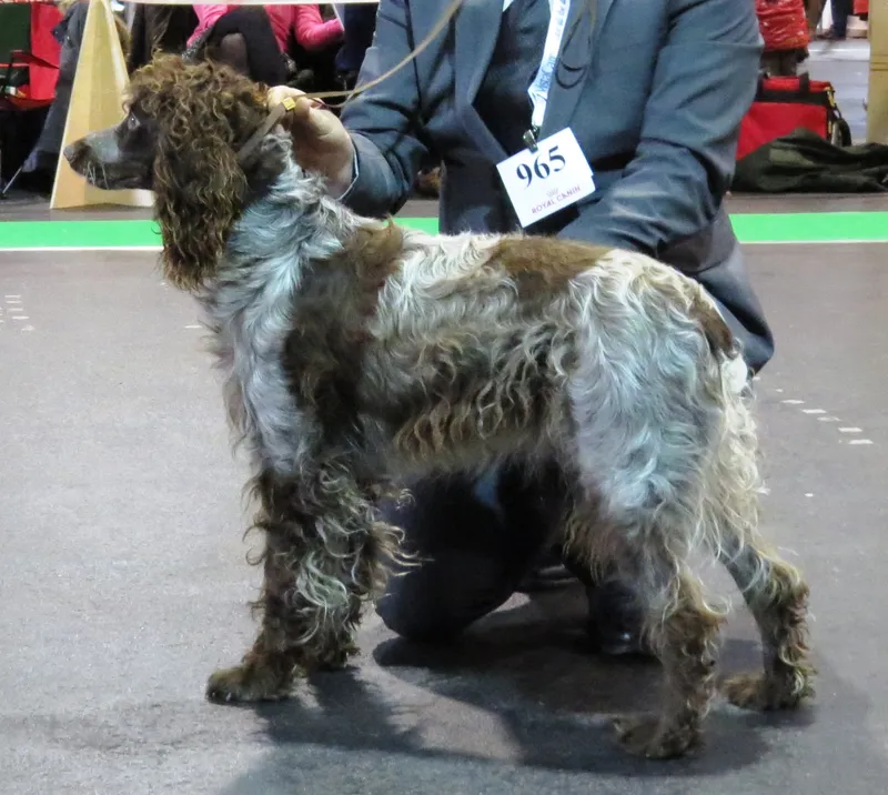 Pont-Audemer Spaniel side profile view